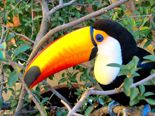 istock Santa Cruz, Biocentro Gumbe (Bio Center Guembe) 1047914430