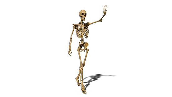 Funny skeleton waving and smiling, walking human skeleton isolated on white background, 3D rendering