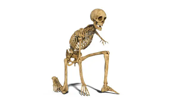 Photo of Skeleton kneeling, human skeleton on one knee isolated on white background, 3D render