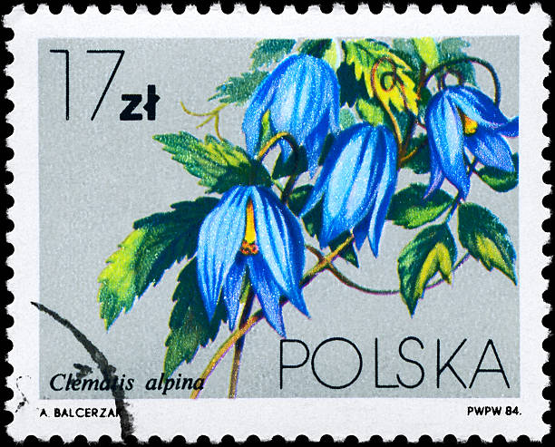 Clematis alpina A Stamp shows image of a Clematis alpina, series, circa 1984 clematis alpina stock pictures, royalty-free photos & images