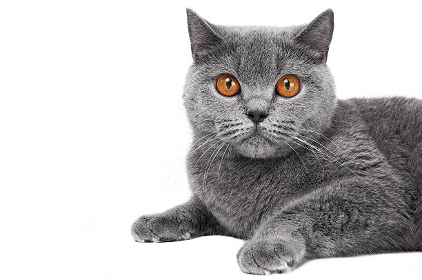 istock British Shorthair cat isolated 104792087
