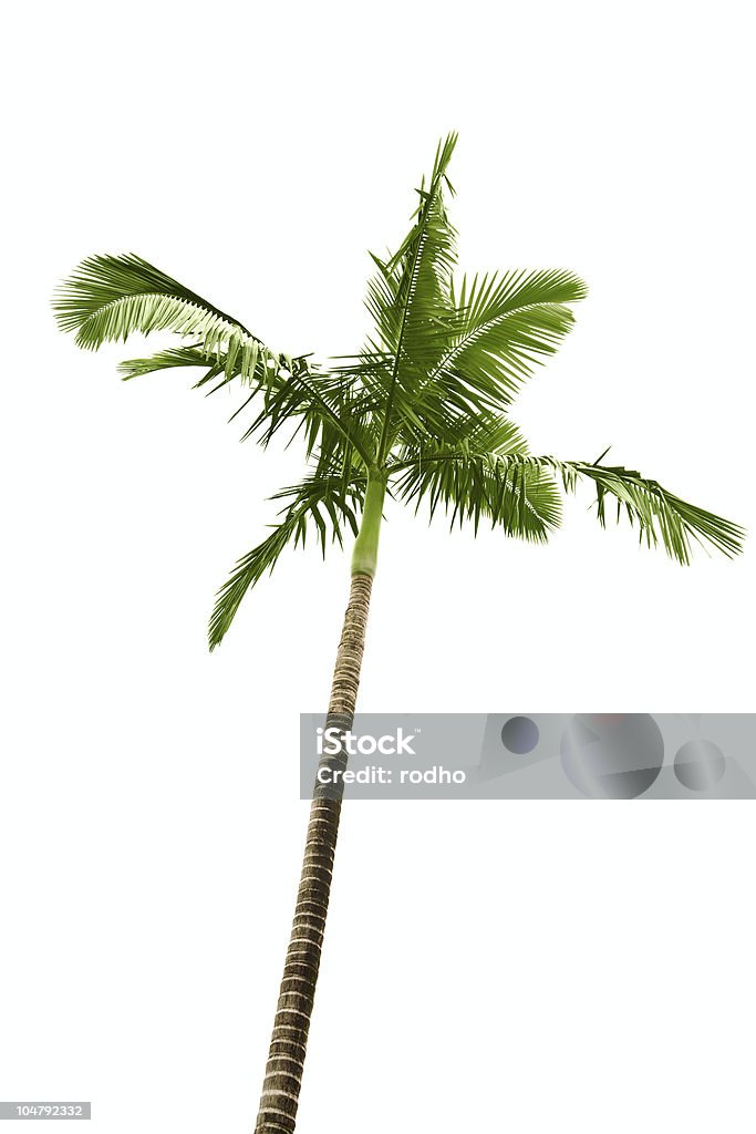 Palmeira em branco - Foto de stock de Arbusto royalty-free