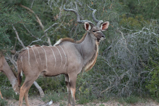 istock Male Kudu 1047923774