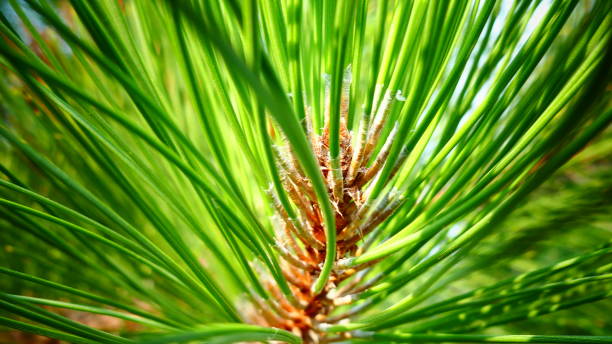 istock Pine branch in macrophotography 1047927312
