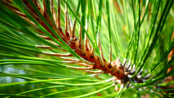 istock Pine branch in macrophotography 1047927590