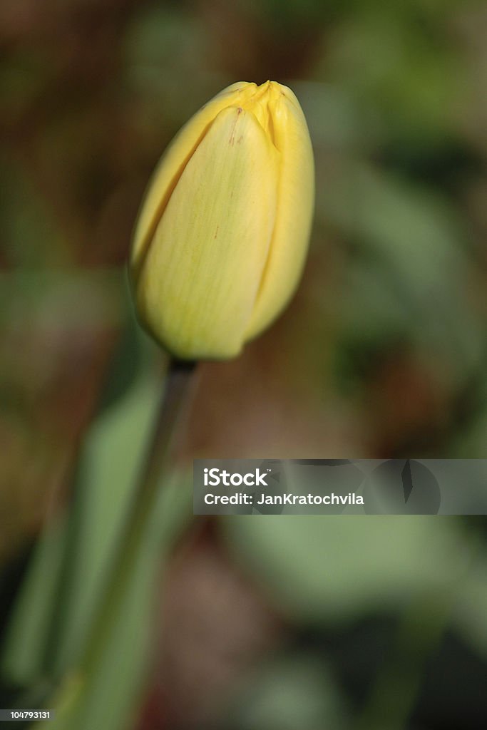 Yellow tulip but Yellow tulip but with green background Beauty In Nature Stock Photo
