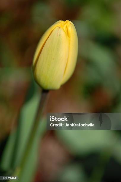 Yellow Tulip But Stock Photo - Download Image Now - Beauty In Nature, Blue, Bud