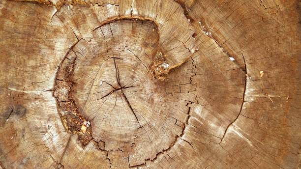 old tree ring stock photo