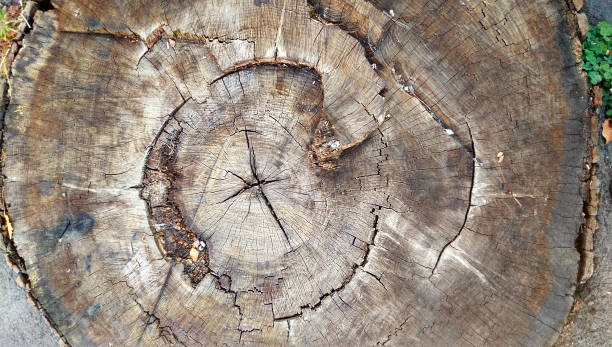 old tree ring stock photo