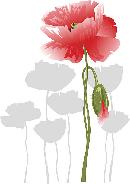 красный мак - stem poppy fragility flower stock illustrations