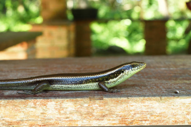 Long-tailed Sun Skink on a wooden board Long-tailed Sun Skink on a wooden board with natural green background , Reptiles have scales in Thailand long tailed lizard stock pictures, royalty-free photos & images