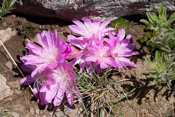 Bitterroot blossoms  lewisia rediviva stock pictures, royalty-free photos & images