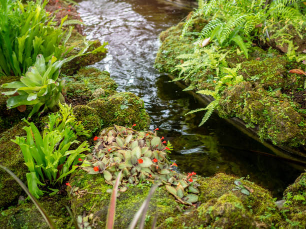 istock Fertile Tropical Garden. 1047941656