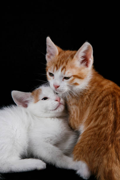 istock Two cute little cats are playing in front of black backdrop 1047941672