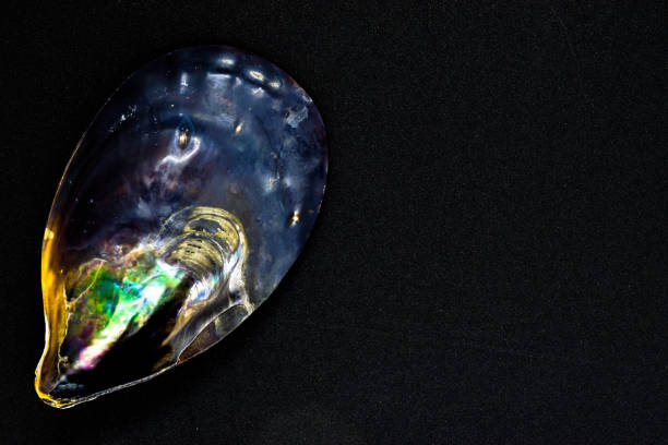istock Various colors black seashell on black and shiny background surface with free space. Colors variations of seashell reminds space and universe 1047946578