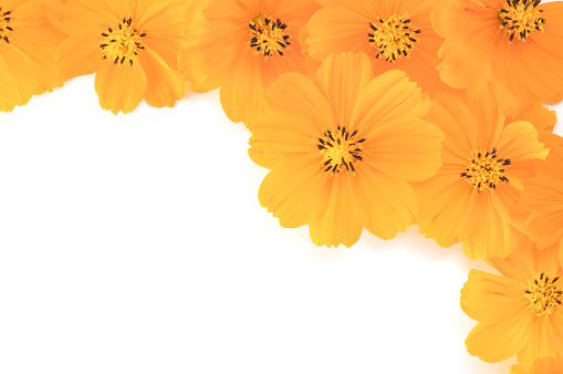flat lay background of yellow cosmos flowers