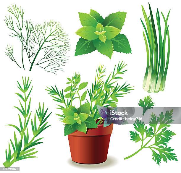 Plantas Aromáticas - Arte vetorial de stock e mais imagens de Alecrim - Alecrim, Imagem a cores, Botânica - Ciência de plantas