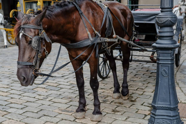 istock Horse carriage in old town 1047951658