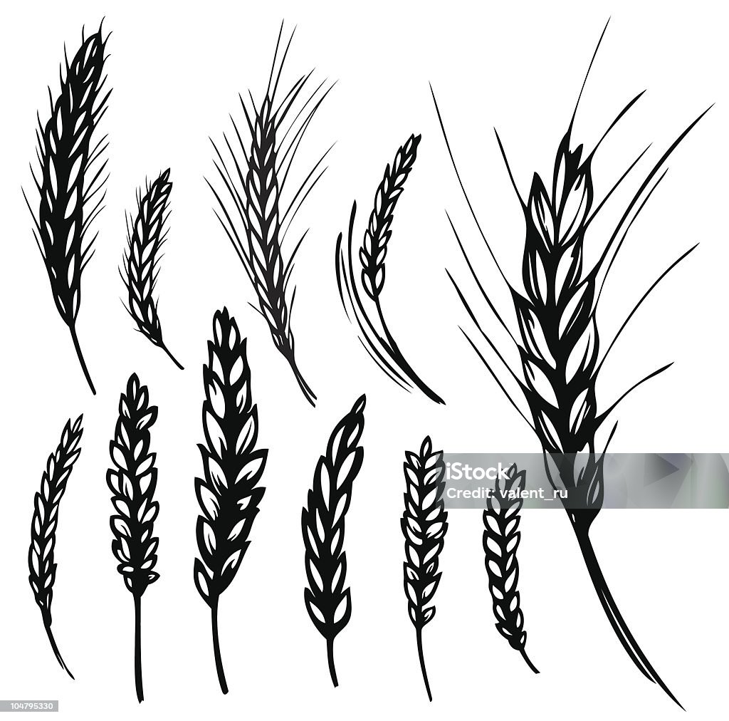 Different cartoons of rye and wheat over white background vector illustration of Rye and wheat Wheat stock vector