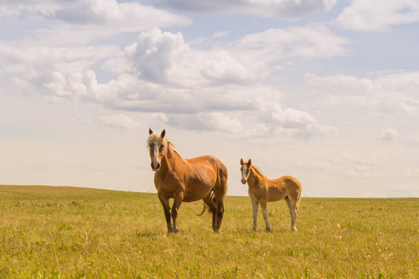 istock Mare and Foal in a Field 1047957874