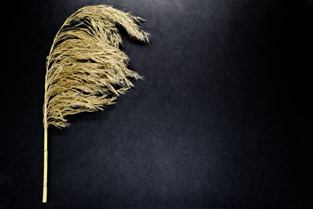 istock Fluffy beige reed bent top on black background surface with free space 1047958062