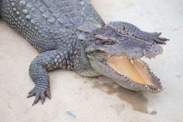 istock Dangerous crocodile in Thai crocodile farm 1047964828