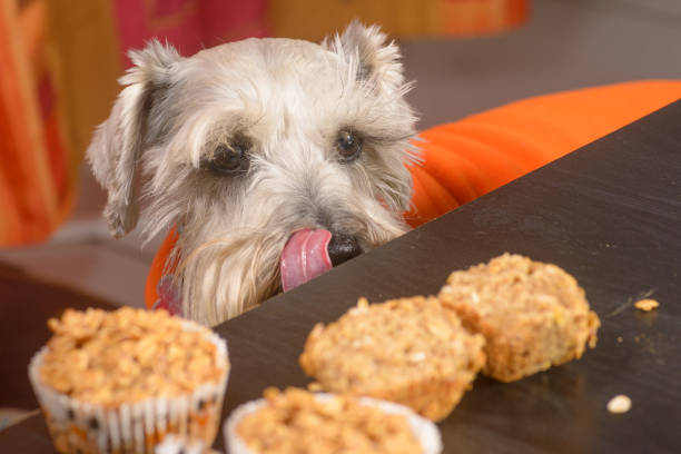 Schnauzer dog craving a muffin Schnauzer dog craving a muffin on top of a table grey miniature schnauzer stock pictures, royalty-free photos & images