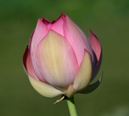 A single pink Lotus flower just before it opened up, against a dark green background.