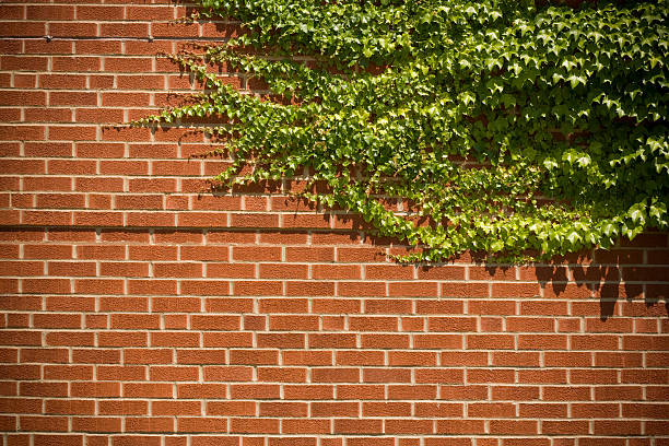 istock Brick Wall and Green Vines 104797035