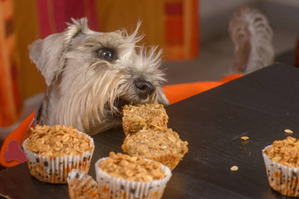 istock Schnauzer dog craving a muffin 1047970532