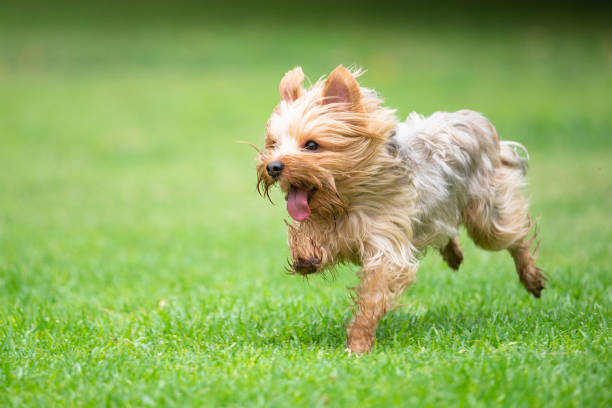 istock Running on a Field of Grass 1047970648