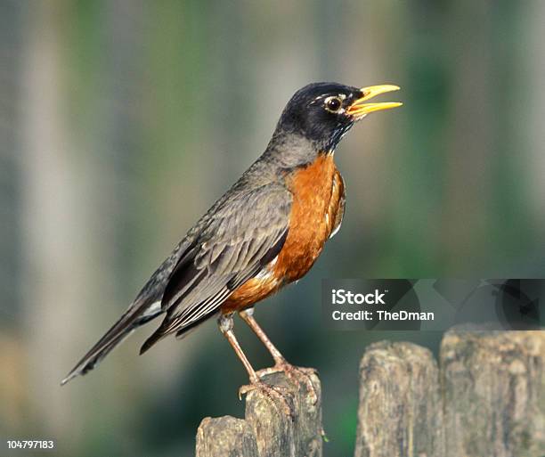 Tordoamericano - Fotografias de stock e mais imagens de Bico - Bico, Calor, Cerca