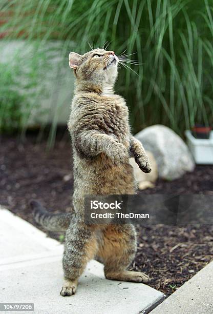 Pé De Gato - Fotografias de stock e mais imagens de Gato domesticado - Gato domesticado, Implorar, Empinar-se