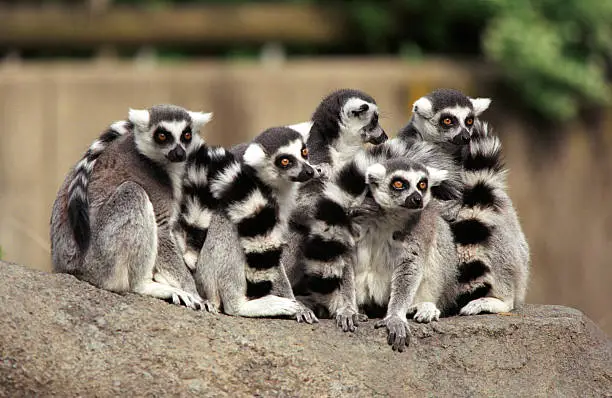 Photo of Ring-tailed Lemur Group