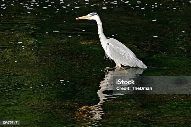 Grau Heron Stockfoto und mehr Bilder von Bach - Bach, Blau, Bunter Reiher