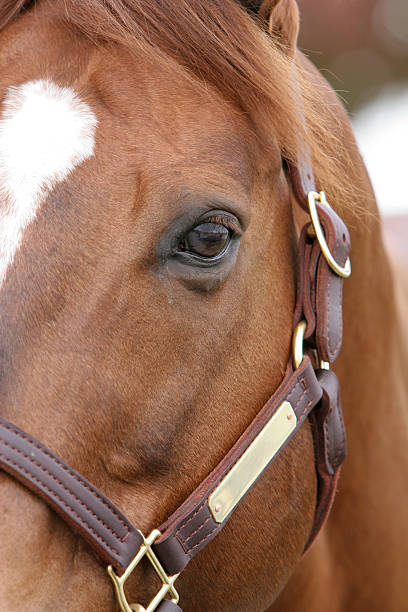 cavallo il riverbero - chestnut close up close to macro foto e immagini stock