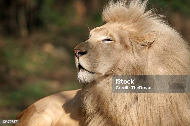 Lion Profilu - zdjęcia stockowe i więcej obrazów Autorytet - Autorytet, Część ciała zwierzęcia, Dziki kot