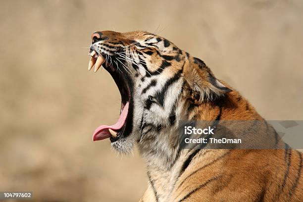 Roar Della Tigre - Fotografie stock e altre immagini di Zoo di Cincinnati - Zoo di Cincinnati, Cincinnati, Ambientazione esterna