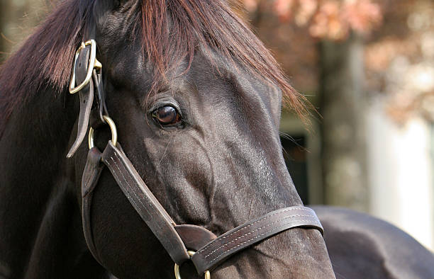 istock Dark Bay Horse 104797960