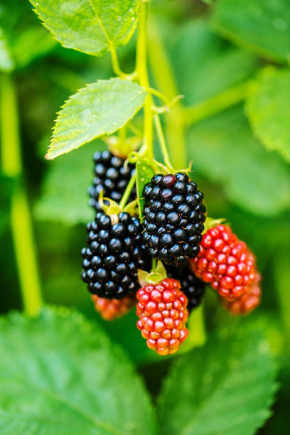 istock Branch with ripe blackberry. 1047979718