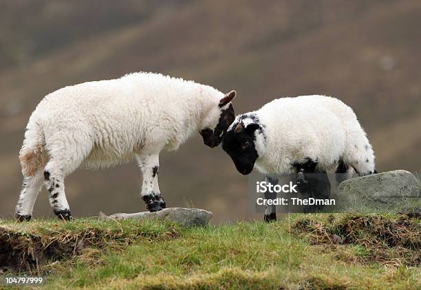 Verspielte Lambs Stockfoto und mehr Bilder von Schaf - Schaf, Schottisches Hochland, Farbbild