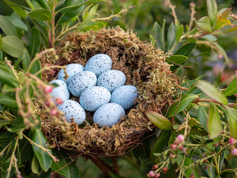Nest of 9 blue jay eggs sitting in nest unprotected