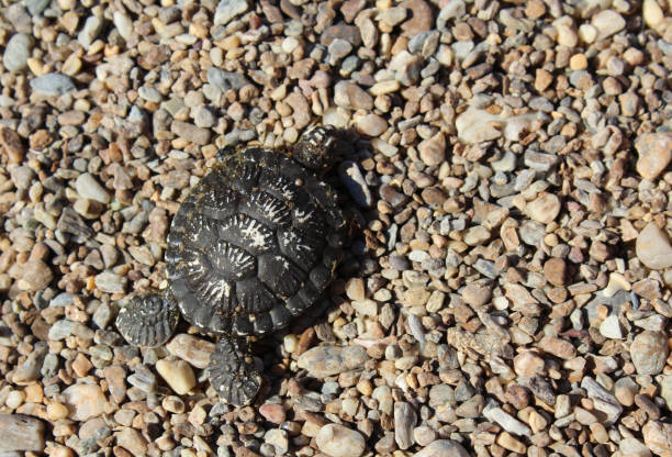 istock Baby Carretta Caretta 1047980978