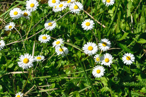 istock Background of young and fresh chamomile in springtime 1047981012