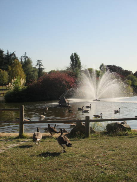 istock Canada goose in a public park in the Paris region 1047981122