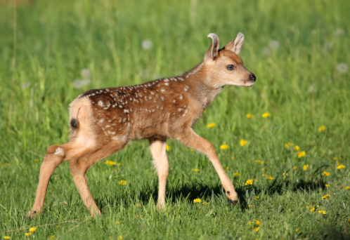 A mule deer fawn frolics in the grass.