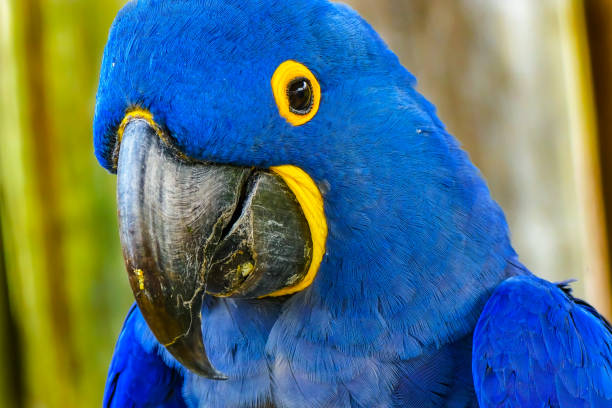 istock Blue Yellow Hyacinth Macaw Parrot Feathers 1047989278