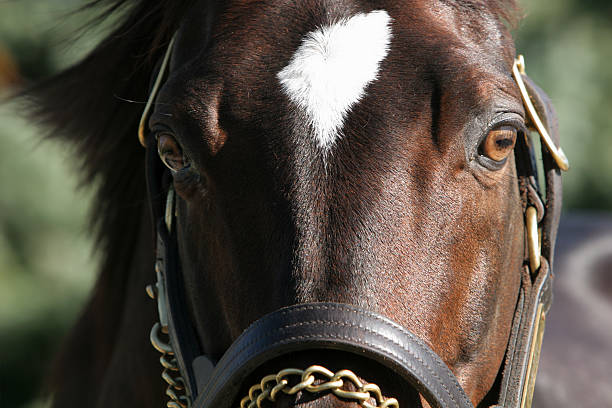 istock Eyes of a Horse 104799144