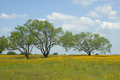 pasture filled with yellow flowers and mesquite trees in Texas in Spring