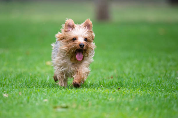 istock Running on a Field of Grass 1048000654